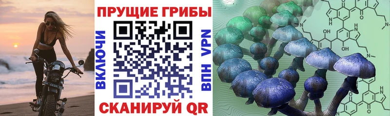 кракен ССЫЛКА  Динская  Псилоцибиновые грибы MAGIC MUSHROOMS 